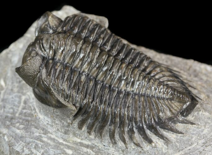 Bargain, Coltraneia - Bug Eyed Trilobite #53546